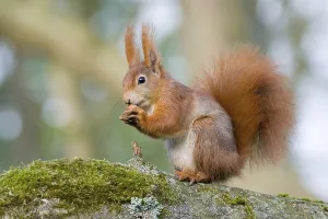 Eurasian red squirrel (Sciurus vulgaris) sitting on tree trunk