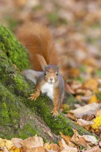 Eurasian red squirrel (Sciurus vulgaris) sitting on tree trunk