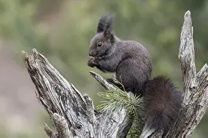 Eurasian red squirrel (Sciurus vulgaris) sitting on a weathered tree stump and eating