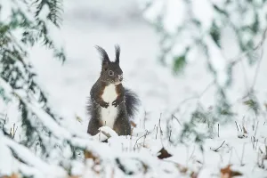 Eurasian red squirrel (Sciurus vulgaris) in the snow