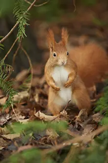 Eurasian red squirrel (Sciurus vulgaris) standing on the ground