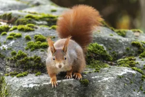 Eurasian red squirrel (Sciurus vulgaris) on a stone