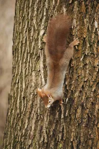Eurasian red squirrel (Sciurus vulgaris) on a tree trunk