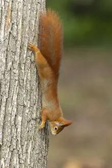 Eurasian red squirrel (Sciurus vulgaris) on a tree trunk