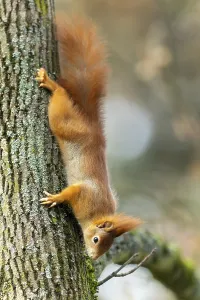 Eurasian red squirrel (Sciurus vulgaris) on a tree trunk