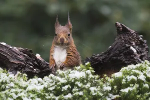 Eurasian red squirrel (Sciurus vulgaris) in winter