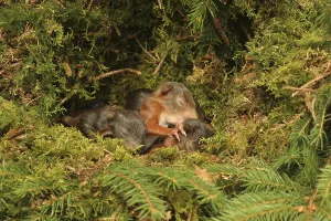 Eurasian Red Squirrel (Sciurus vulgaris) young in drey, blind
