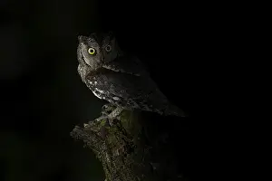 Eurasian Scops Owl (Otus scops)