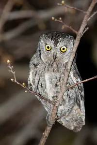 Eurasian Scops Owl (Otus scops)