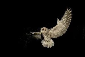 Eurasian Scops Owl (Otus scops) flying