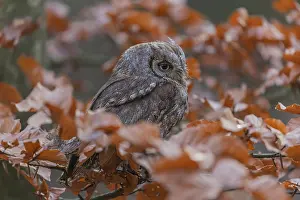 One Eurasian scops owl (Otus scops)sitting on a twig of a beech tree