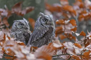 Two Eurasian scops owls (Otus scops)sitting on a twig of a beech tree