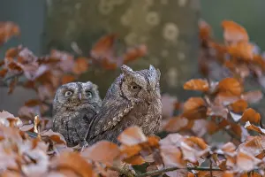 Two Eurasian scops owls (Otus scops)sitting on a twig of a beech tree