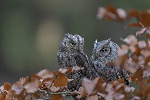 Two Eurasian scops owls (Otus scops)sitting on a twig of a beech tree