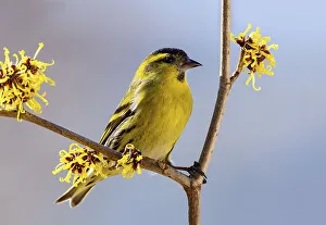 Eurasian siskin (Carduelis spinus)