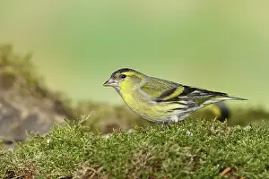 Eurasian siskin (Carduelis spinus)