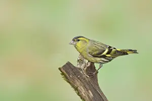 Eurasian siskin (Carduelis spinus)