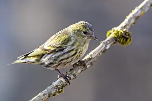 Eurasian siskin (Carduelis spinus)