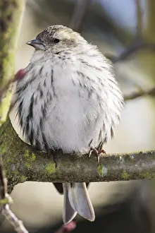 Eurasian siskin sitting on a twig of a tree