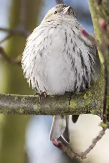 Eurasian siskin sitting on a twig of a tree