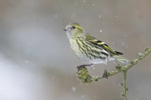 Eurasian Siskin (Spinus spinus)