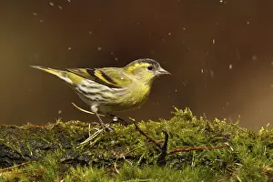 Eurasian Siskin (Spinus spinus) male