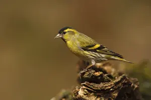 Eurasian Siskin (Spinus spinus) male