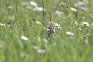 Eurasian skylark (Alauda arvensis)