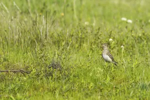 Eurasian Skylark (Alauda arvensis)