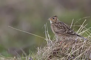 Eurasian Skylark (Alauda arvensis) male singing
