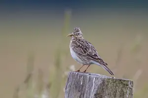 Eurasian Skylark (Alauda arvensis) perched on pale with food in beak