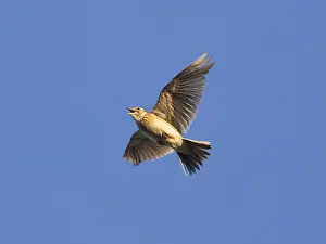 Eurasian skylark (Alauda arvensis) singing in flight against a blue sky in the breeding season