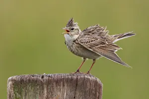Eurasian Skylark (Alauda arvensis) singing from pale