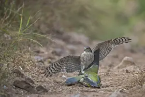 Eurasian Sparrowhawk