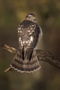 Eurasian sparrowhawk (Accipiter nisus)