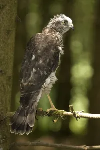 Eurasian Sparrowhawk (Accipiter nisus)