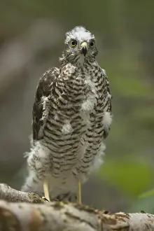 Eurasian Sparrowhawk (Accipiter nisus)