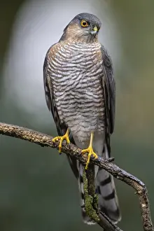 Eurasian sparrowhawk (Accipiter nisus)