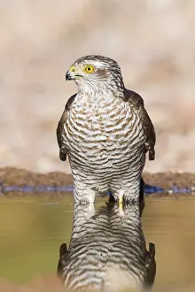 Eurasian Sparrowhawk (Accipiter nisus) drinking at a waterhole