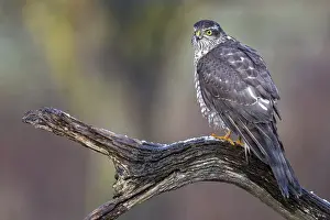 Eurasian Sparrowhawk (Accipiter nisus) female perched on a branch