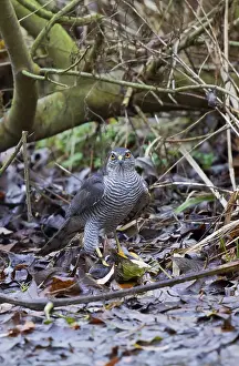 Eurasian Sparrowhawk (Accipiter nisus) female with Water Rail prey