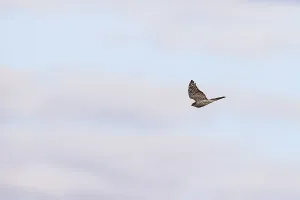 Eurasian sparrowhawk (Accipiter nisus) in flight