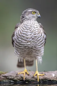 Eurasian Sparrowhawk (Accipiter nisus) juvenile