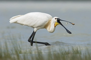 Eurasian Spoonbill or Common Spoonbill (Platalea leucorodia)