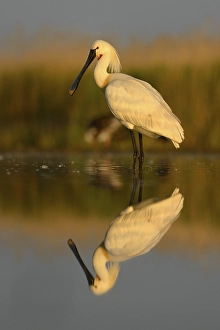 Eurasian Spoonbill or Common Spoonbill (Platalea leucorodia)
