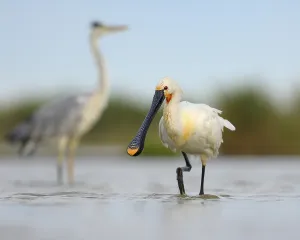 Eurasian Spoonbill or Common Spoonbill (Platalea leucorodia)