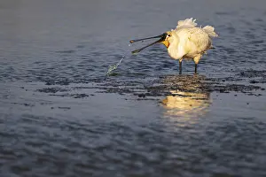 Eurasian spoonbill (Platalea leucorodia)