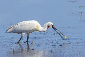 Eurasian spoonbill (Platalea leucorodia)