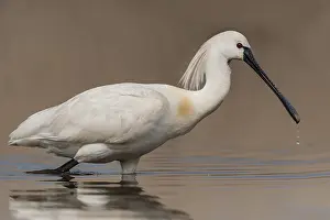 Eurasian Spoonbill (Platalea leucorodia)