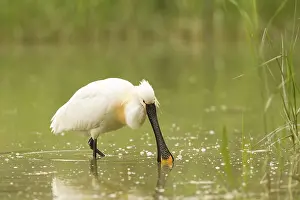 Eurasian Spoonbill (Platalea leucorodia)